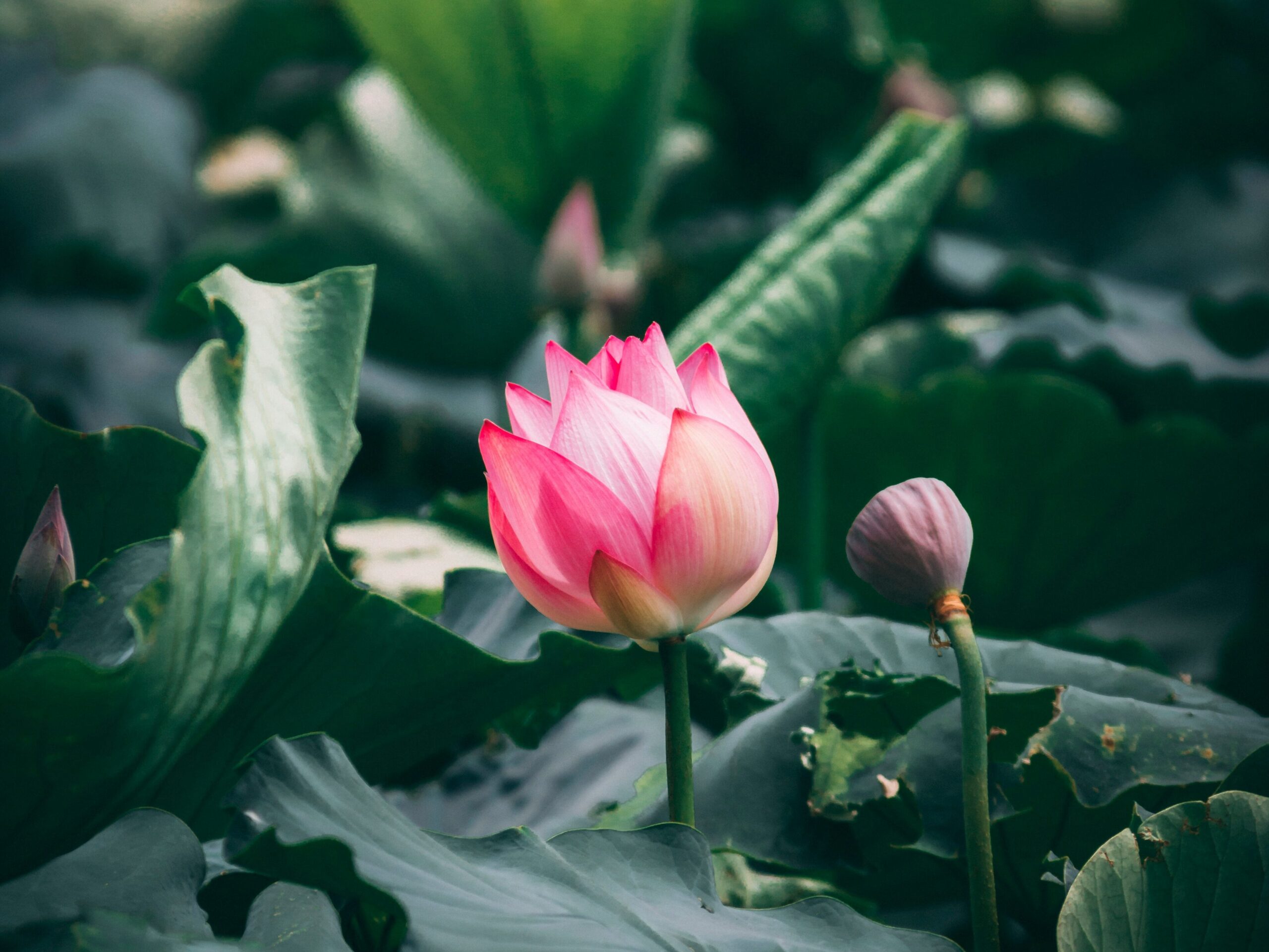Photographie d'une belle fleur de lotus rose en train d'éclore sur l'eau.