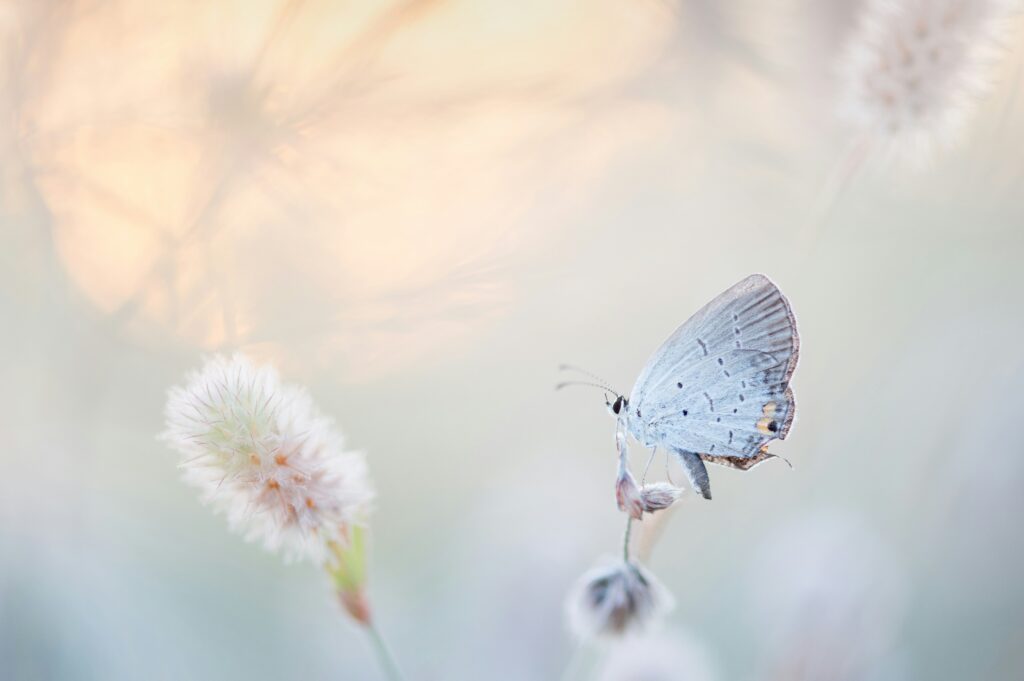 Photographie d'un petit papillon blanc posé sur une fleur dans la lumière du matin.